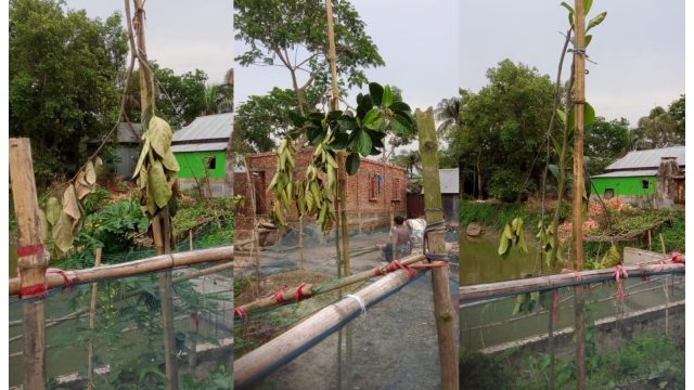 বিজয়নগরে রাতের আঁধারে বাবলু মিয়ার ১২টি কাঁঠাল গাছ ভেঙে দিল দুর্বৃত্তরা।